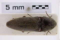 Foto (Dorsalansicht) von Melanotus waterstradti (NHMW-ZOO-COL-0007719)
